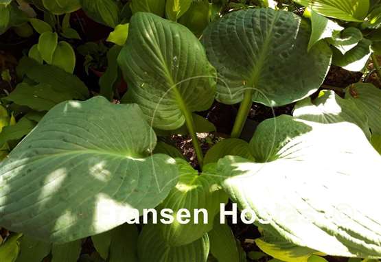 Hosta Greentown